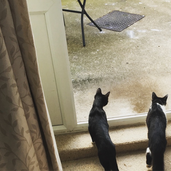 Cats still catting. What's your DCat up to today? Pt 3