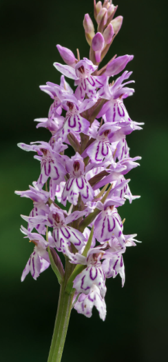 Westministenders: The Election Car Crash