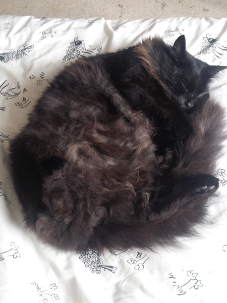 To love my kittens and want to see yours?