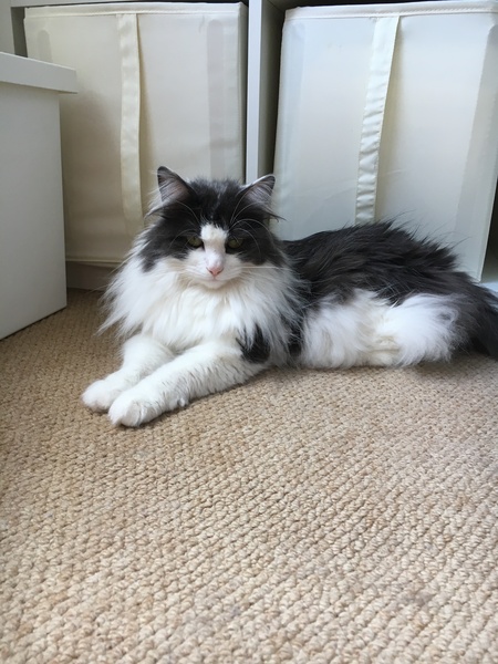 Cats still catting. What's your DCat up to today? Pt 3