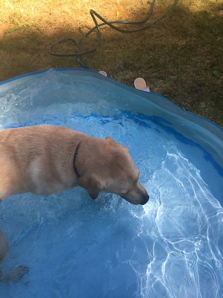 How is your dog helping you today?