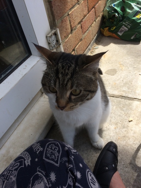 To love my kittens and want to see yours?