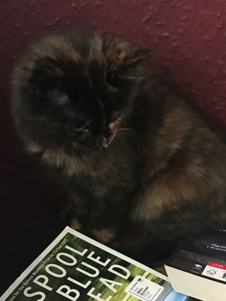 Cats still catting. What's your DCat up to today? Pt 3