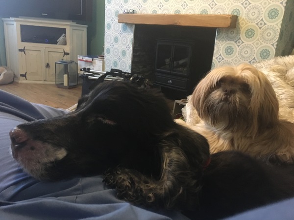Tell us what your pets mean to you - for a chance to win a Fitbit Alta plus a copy of Finding Gobi. Now closed.