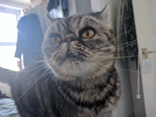 What is wonderful about your cat?
