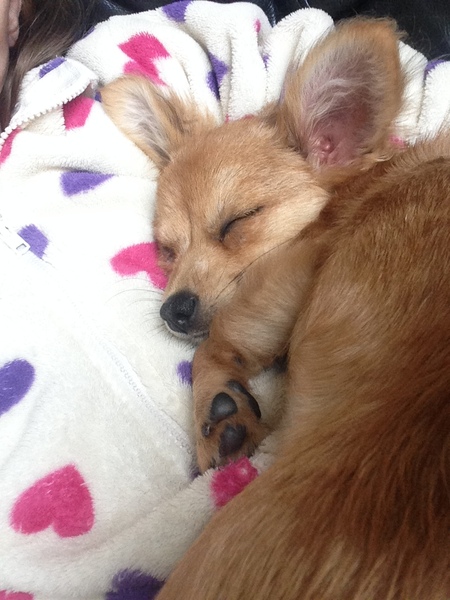 Does anyone fancy a "puppy survival" thread part 2
