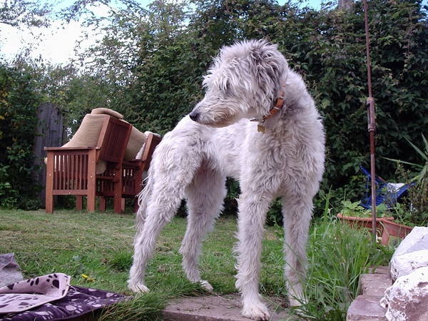 I've got a lovely new hairy foster puppy :-)