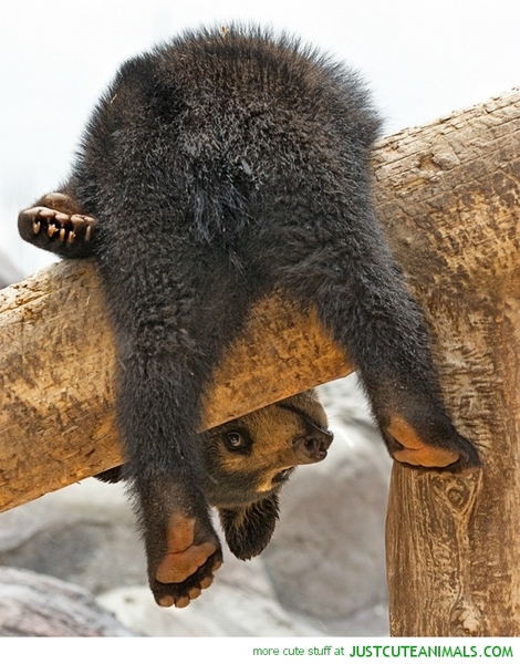 Quirky house rules prompted by bitter experience