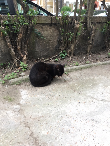 I've found a stray kitten