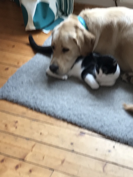 'Friend' can't or won't accept my guide dog...