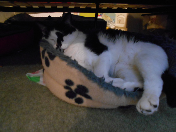 Cats still catting. What's your DCat up to today? Pt 3