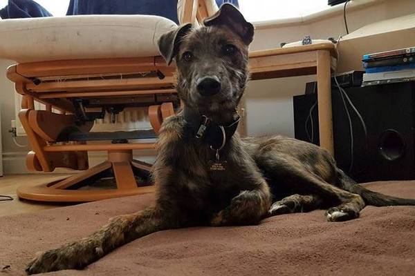 I've got a lovely new hairy foster puppy :-)