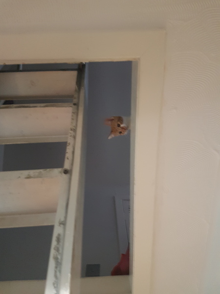 Cats still catting. What's your DCat up to today? Pt 3