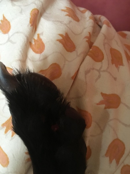 Lost claw :(