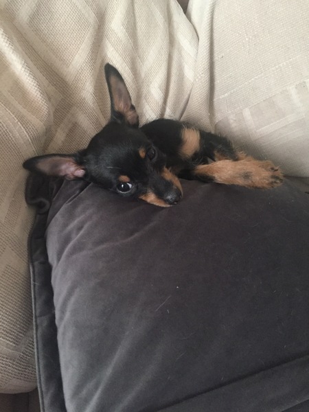 No excuse, just wanted to share a photo of our dog