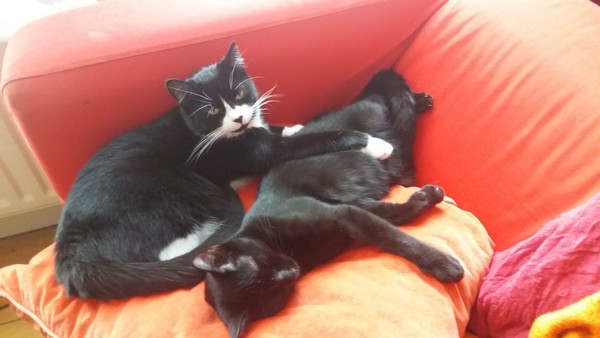 To love my kittens and want to see yours?