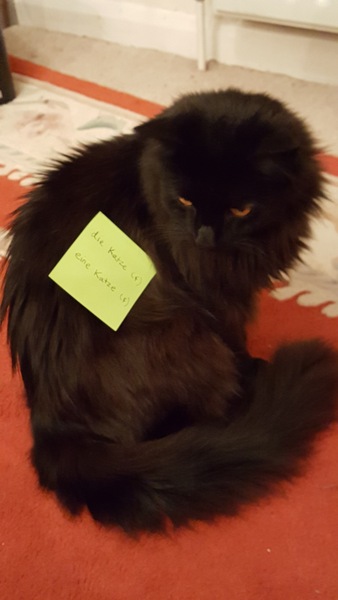 Cats still catting Part 4
