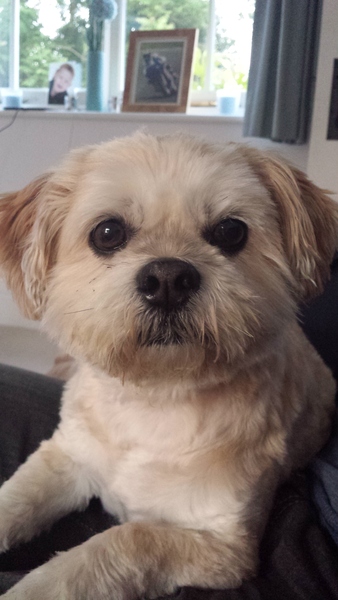 No excuse, just wanted to share a photo of our dog