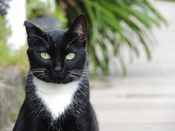 Tell us what your pets mean to you - for a chance to win a Fitbit Alta plus a copy of Finding Gobi. Now closed.
