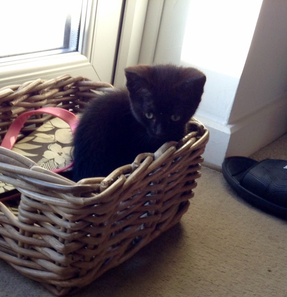 So who got a new kitten recently? Let's see then.