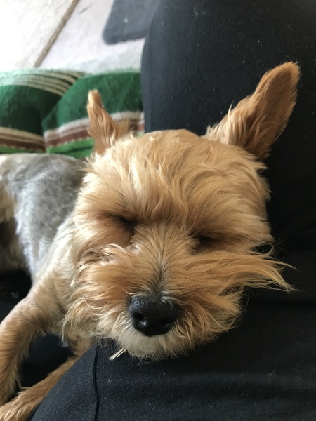 No excuse, just wanted to share a photo of our dog