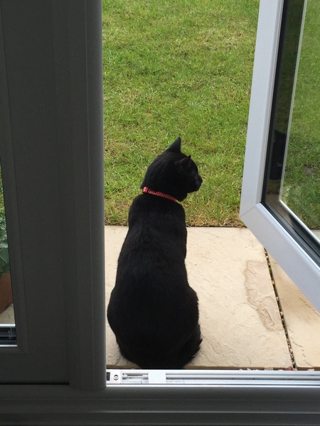 Cats and the wind!