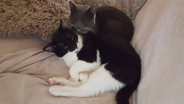 Any experts on cat breeds?
