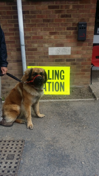 Dogs At Pollingstations