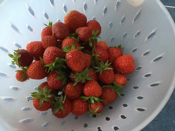 To eat the strawberries?