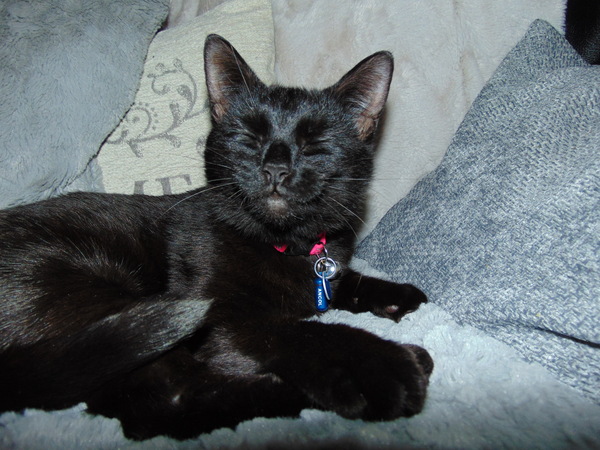 Tell us what your pets mean to you - for a chance to win a Fitbit Alta plus a copy of Finding Gobi. Now closed.