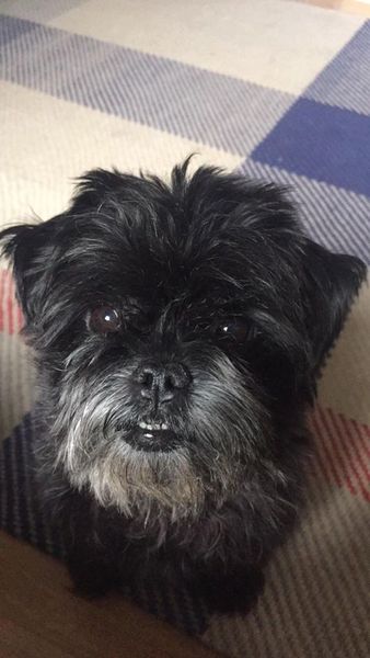 Mums offended by my dog?