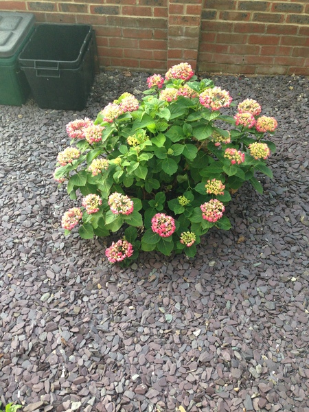 Shrub ID