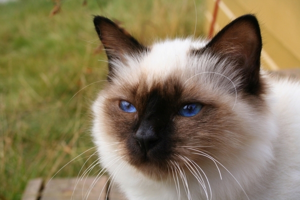 Is my kitten a Siamese or birman (pic)?