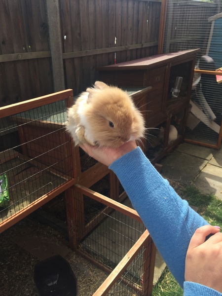 Brush/comb for lionheads