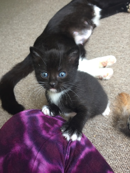 Abandoned 1 week old kitten being taken in by foster cat