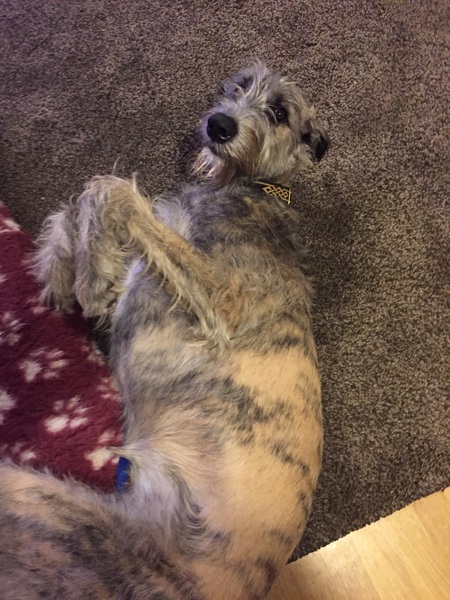 Does anyone fancy a "puppy survival" thread part 2