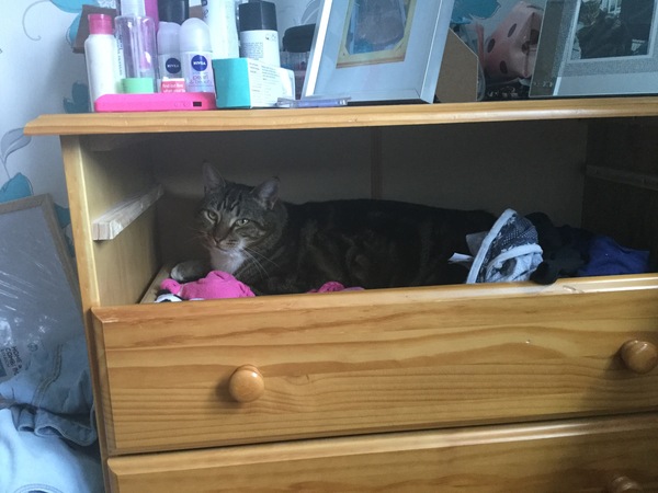 Cats still catting. What's your DCat up to today? Pt 3