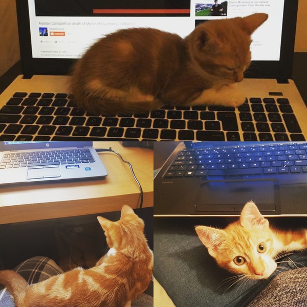 Cats still catting. What's your DCat up to today? Pt 3
