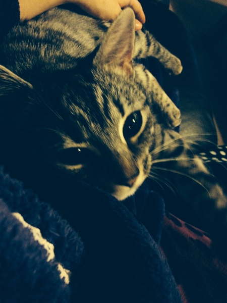 When did you first realise you loved your cat (i.e they had 'won' !)