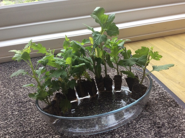 The first rule of potting shed is YOU ALWAYS talk about potting shed. The thread continues.