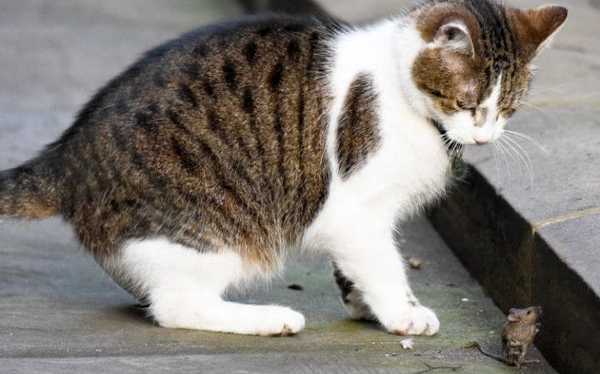 To be fascinated by Larry the cat on Downing street