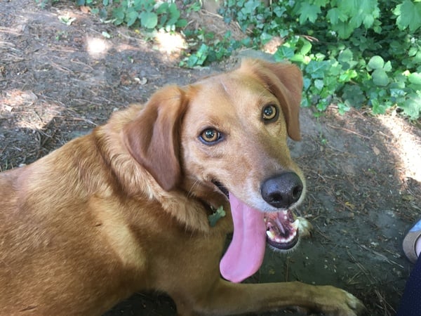 No excuse, just wanted to share a photo of our dog