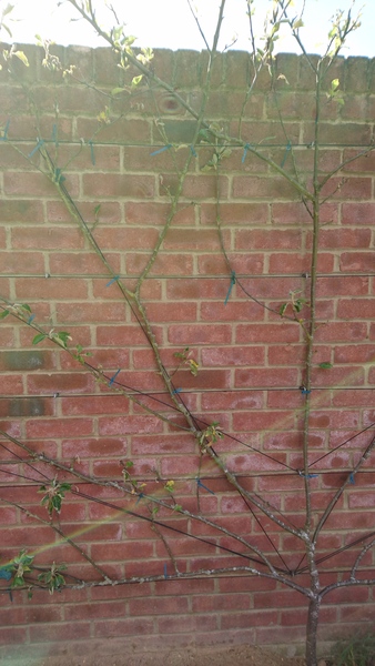 Apple tree help please!