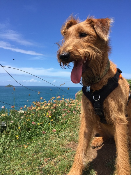 Tell us what your pets mean to you - for a chance to win a Fitbit Alta plus a copy of Finding Gobi. Now closed.