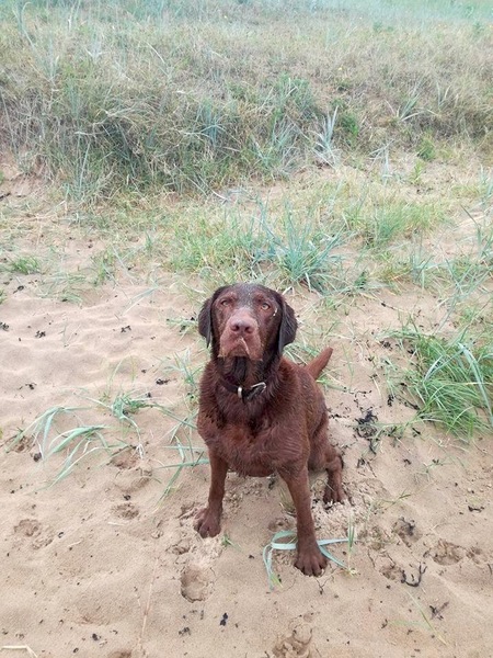 No excuse, just wanted to share a photo of our dog