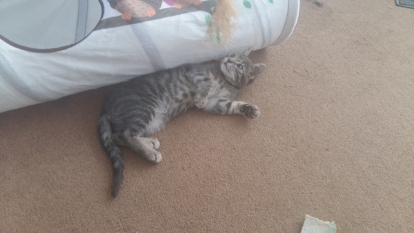 Cats still catting Part 4