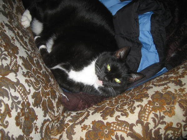 Cats still catting. What's your DCat up to today? Pt 3