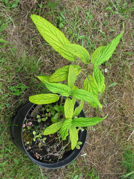 Shrub ID Please