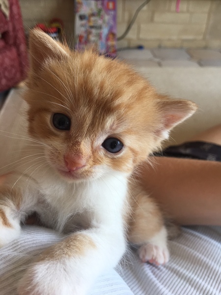 Help needed naming kitten!