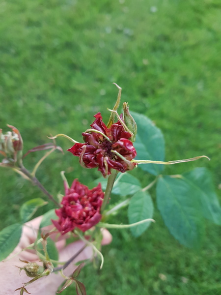 What's happening to my rosebuds